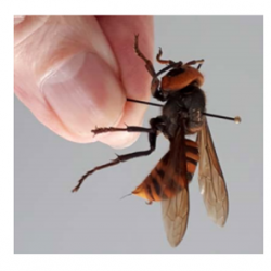 Asian Giant Hornet photo